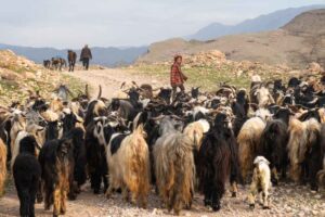 Nomad_Migration_Kooch_Winter