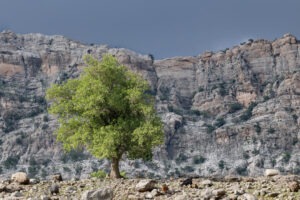 IRAN, 2026 Solitary tree in the mountains of Beloo