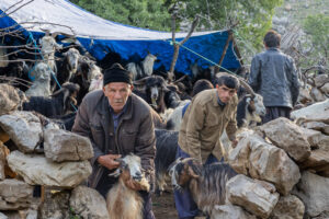 Mohammadyar and his eldest son, Abbas are checking each goat to test if its free of any disease. If it is not, giving it the appropriate medication to cure it. The females are set aside and milked.
