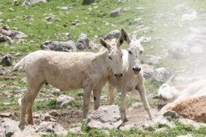 IRAN 2026, In the rocky mountains of Zagros, the mules are looking for a place to roll in soft soil rid themselves of the annoying ticks and flies.