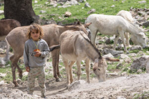 IRAN 2026 The child trying to prevent the mules rolling in the soil and they want to push them away. Saba is the one who enjoys the task the most.